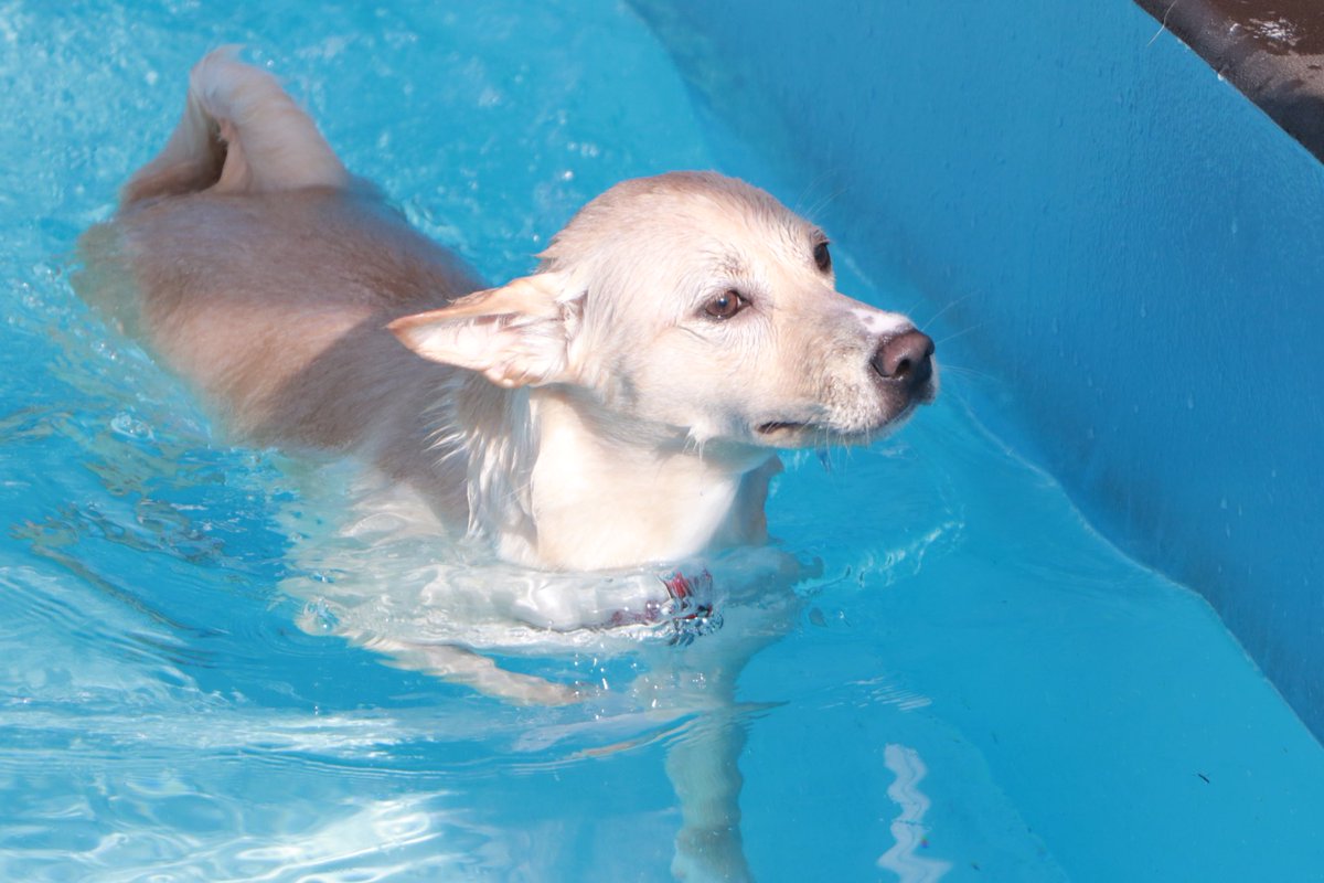 A Twitter うちの犬ポカリスエットだし橋本環奈