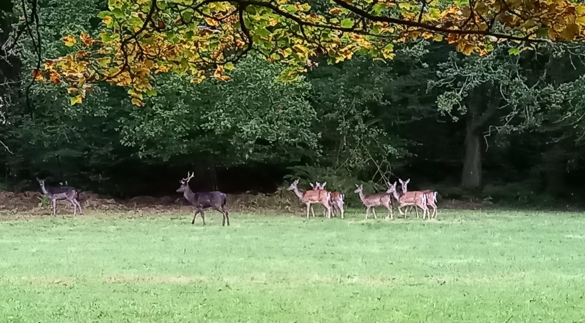 Small herd of Fallow Deer near Trellech this morning. The dark Buck  very vocal and holding down territory #gwentmammals