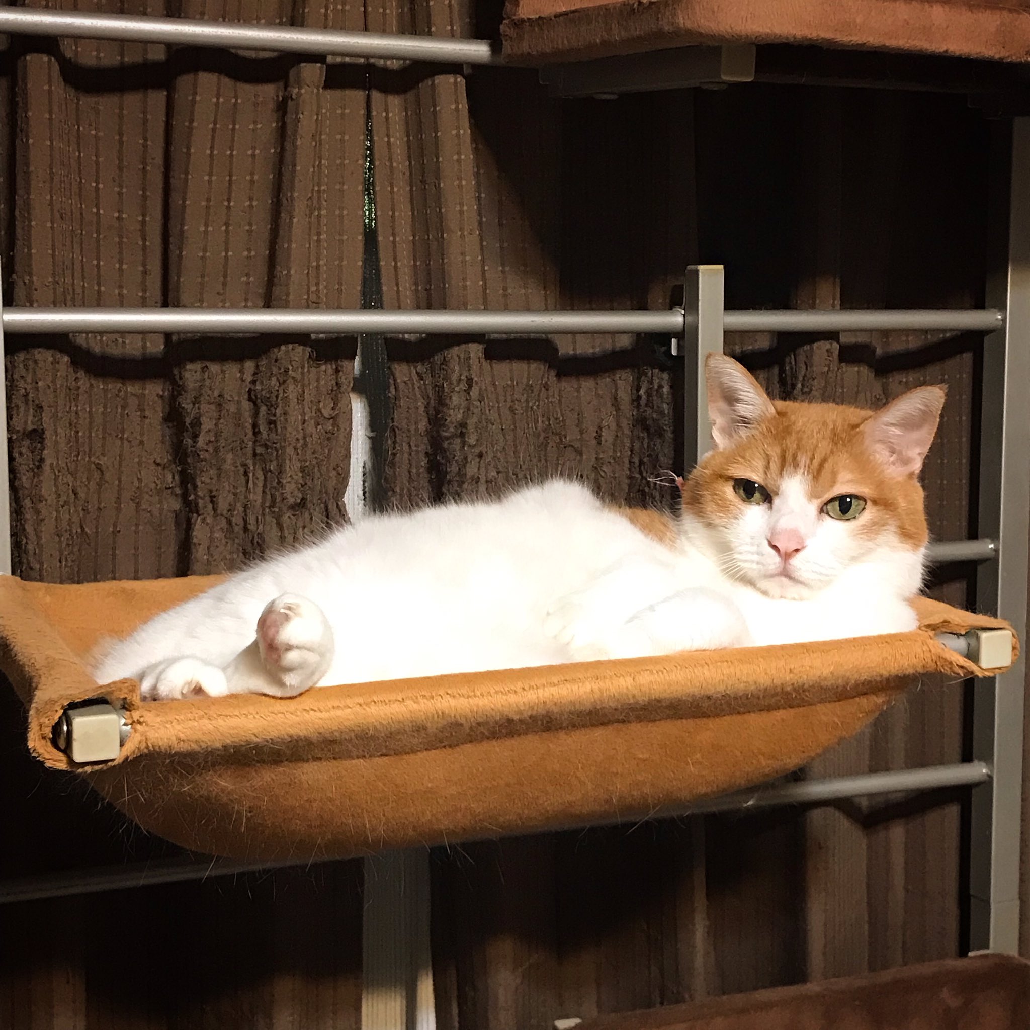 ねこさん② 楽天市場】ねこ肯定感 抱きまくら Mサイズ みけねこのさんま