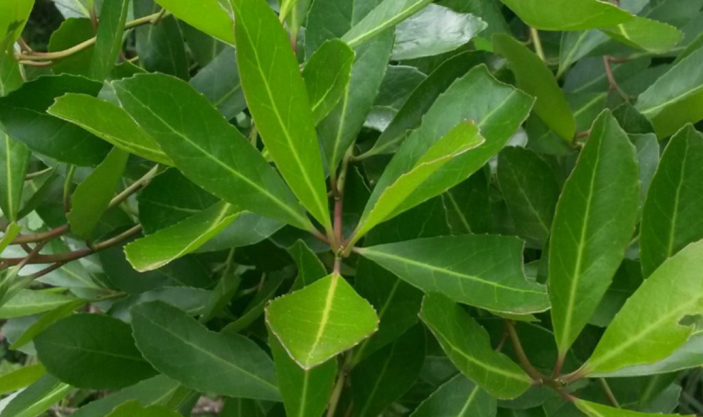 Très rapidement, le maté, c'est quoi?Ce sont des feuilles de yerba maté, une plante de la famille du houx qui sont torréfiées et broyées. Une fois infusées elles délivrent des effets vraiment oufs sur la concentration, la réactivité et l'efficacité en général