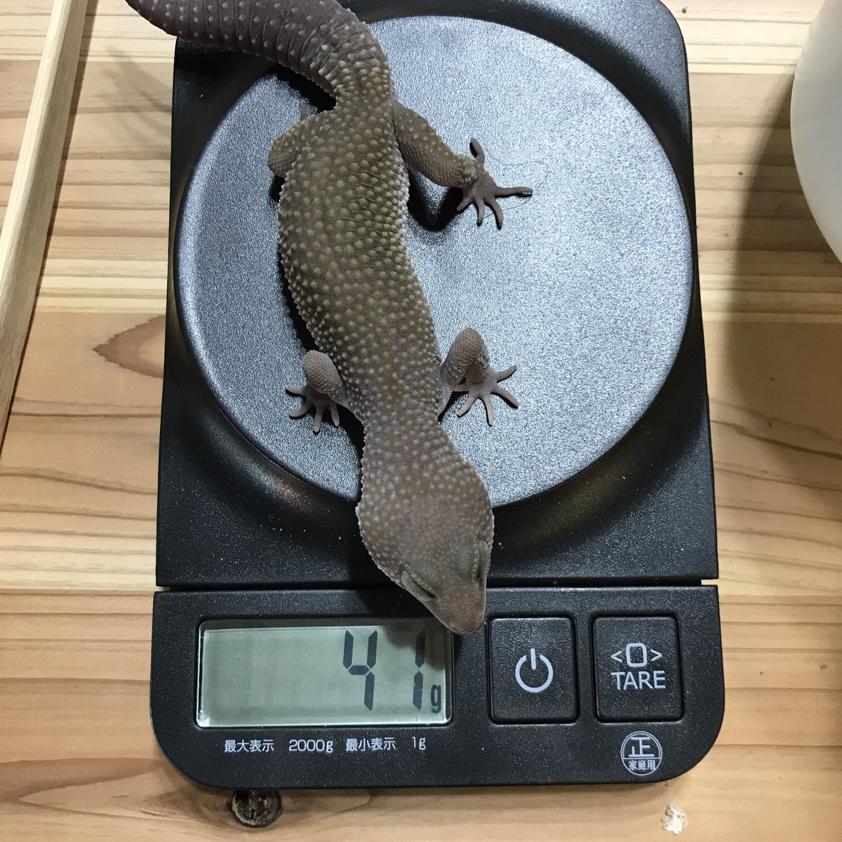 romakabuch's tweet photo. 成長著しい…！もうすぐケージ引越し予定
#レオパ
#マックスノーリューシ https://t.co/FAfb8c7kb6