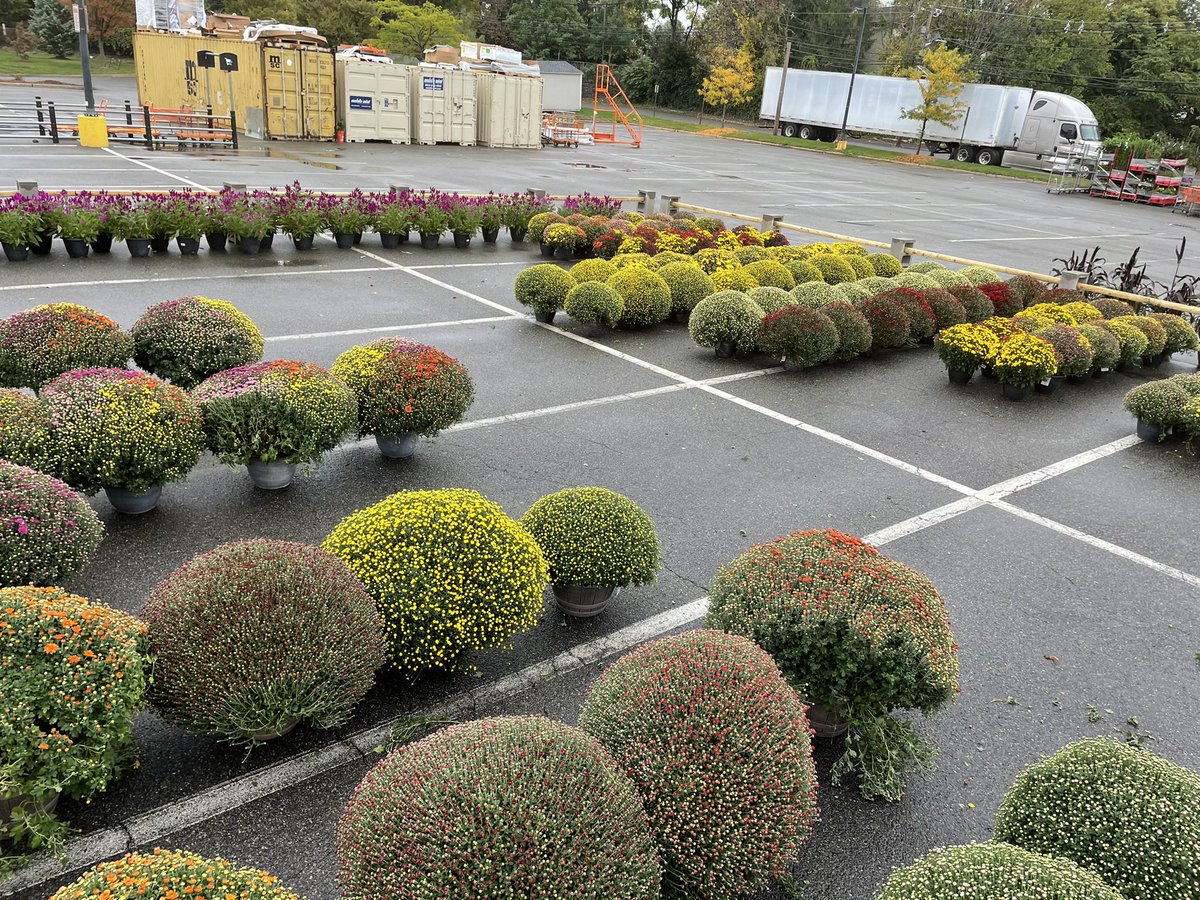 renee wood tweet media