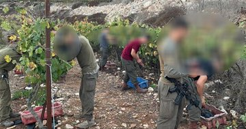 #Israeli Occupation forces help settlers steal ripe fruits From grapes near #Nablus. <a href="/SavePa2/">SavePalestine</a>  #BDS