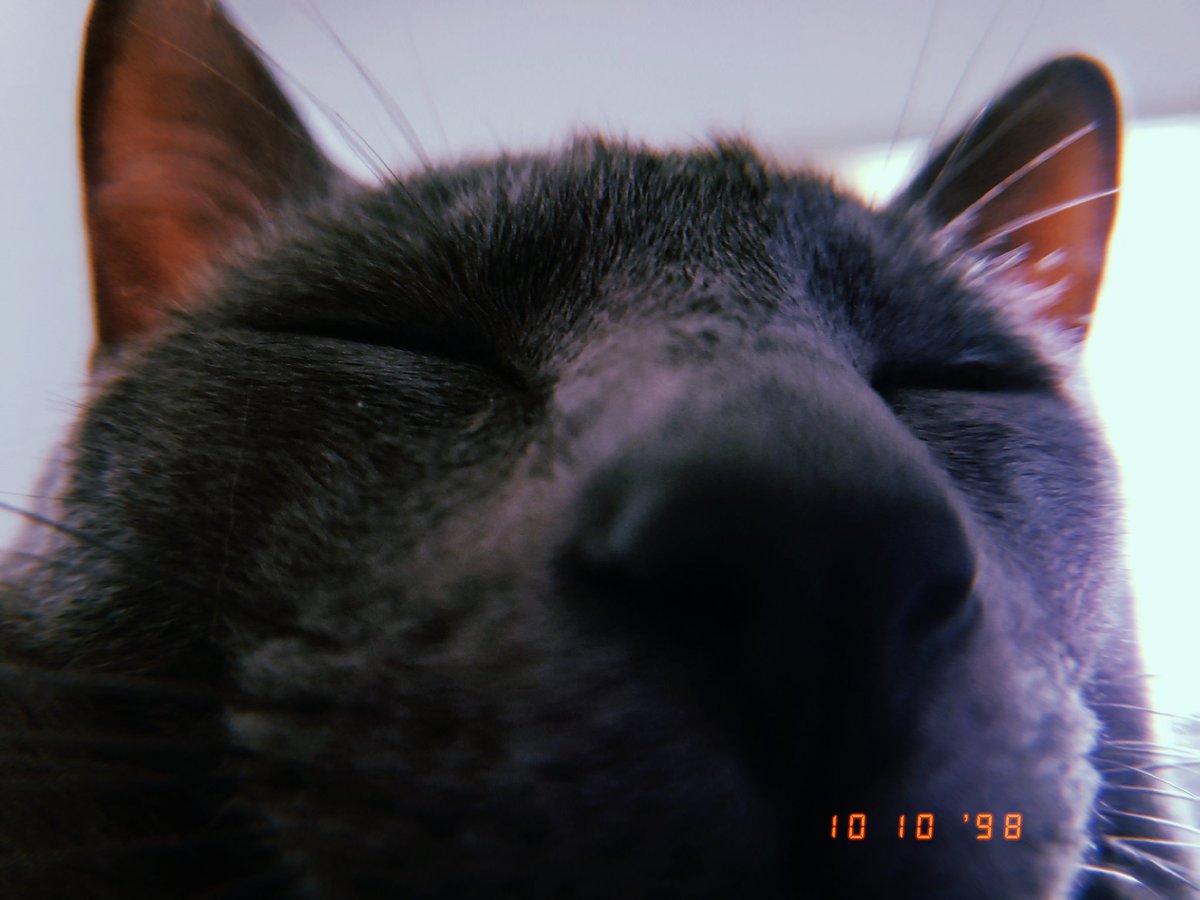 Hannah (@hnnhlpld) on Twitter photo 