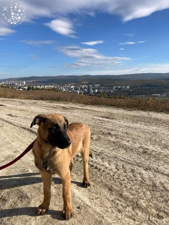 Our favourite BISCUIT ❤  He really needs a home, all of his siblings do. Come on, let's spread his face around 🙏🙏