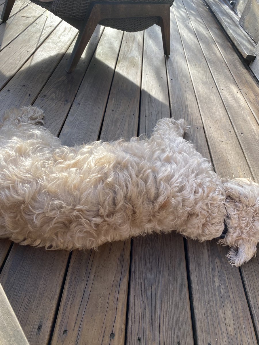 It’s a Bobby dogs life - lazing in the sun after a long run this morning #dogslife #lovelyday #octobersun