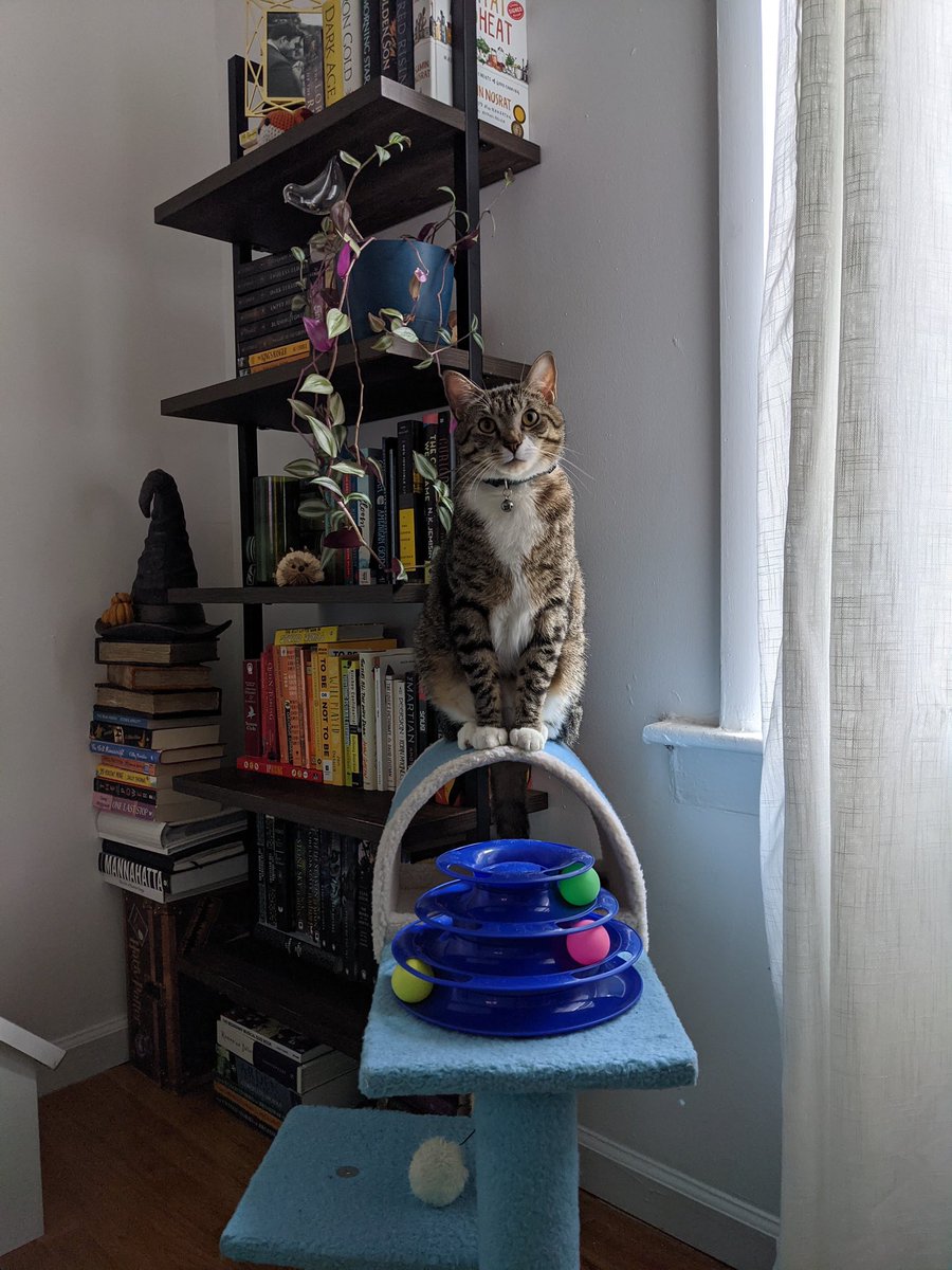 A little cat on his little throne #lilcheesy