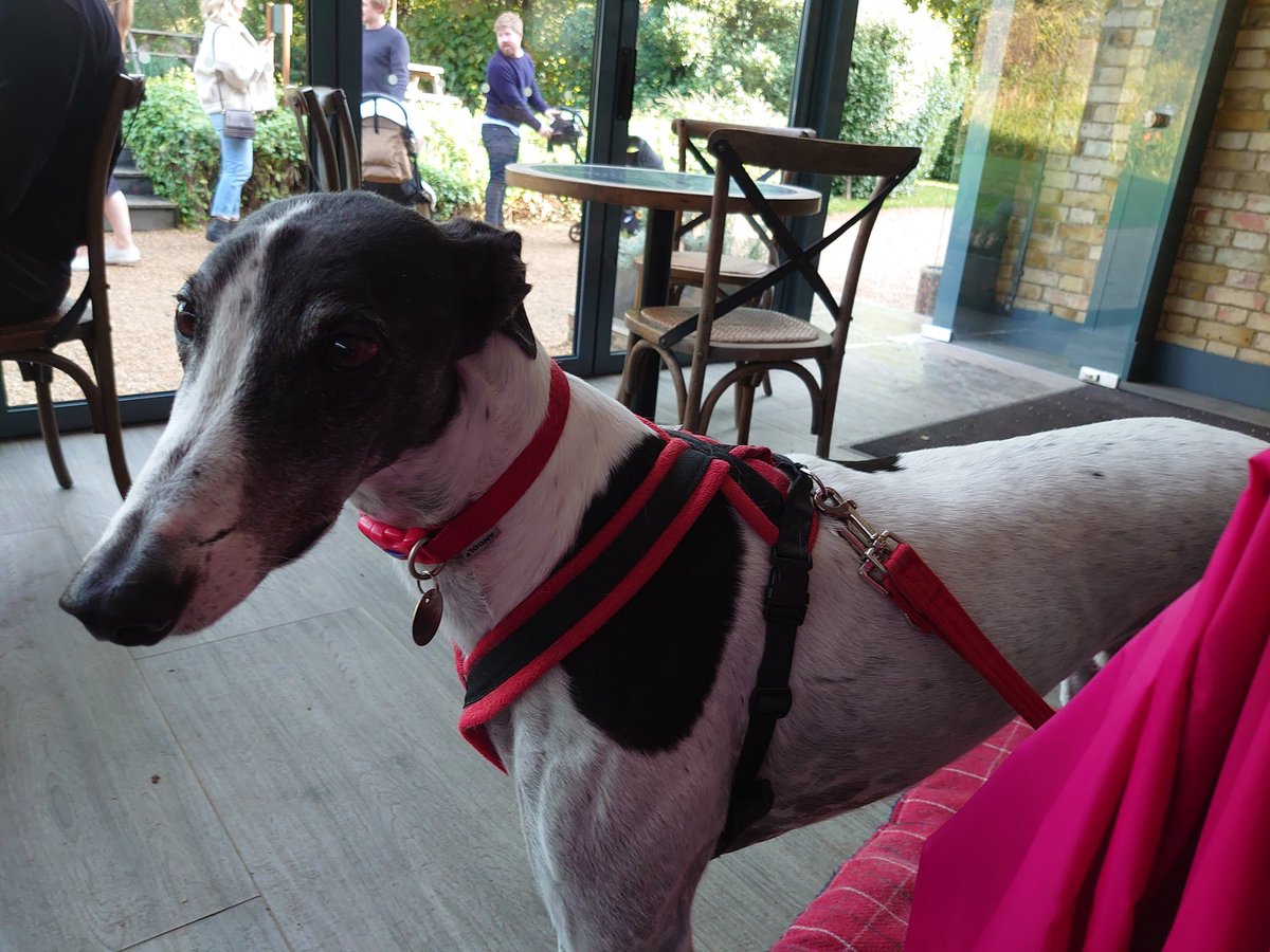 Lunch <a href="/MountVineyard/">The Mount Vineyard</a> after a walk with Doris and the eegit. <a href="/julesserkin/">jules serkin</a>