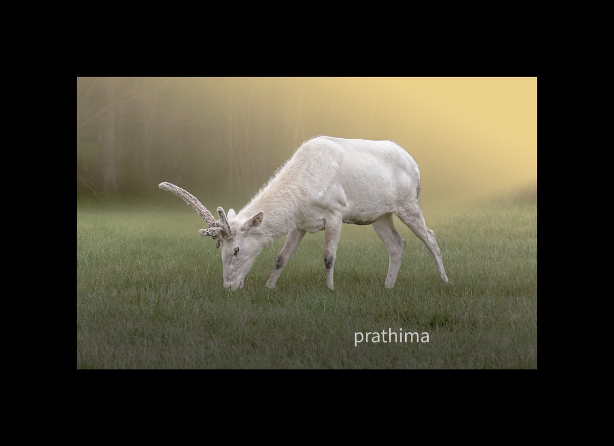 Prathimatv's tweet photo. #wildlife #wildlifephotography #rarespecies A leucitic white reindeer @Prathimatv https://t.co/f2o0zk5VZG