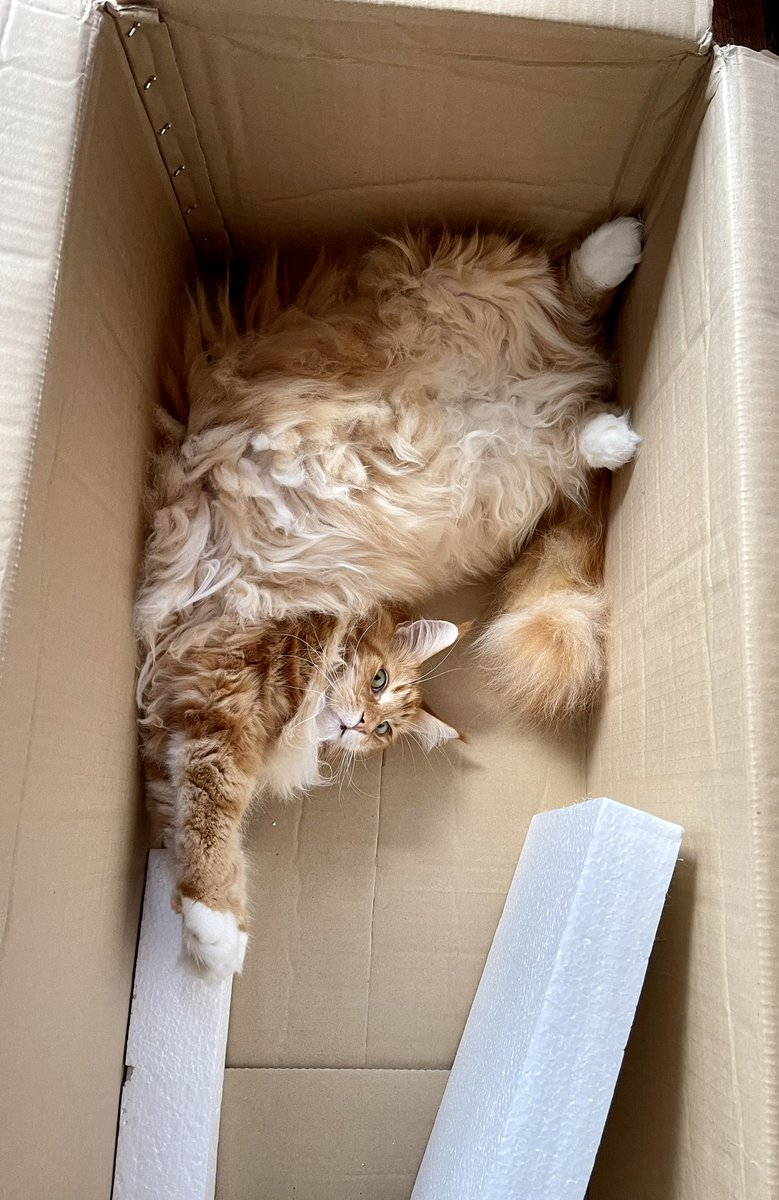 Well at least the wheel box is being used 😹😹🦁🦁 #catboxsunday #teamfloof #CatsOfTwitter