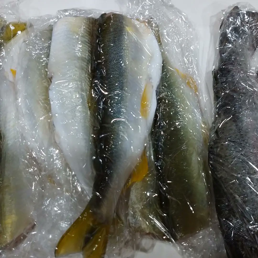 cherry_masaya's tweet photo. #fishshopping #sweetfish
#ayu #rainbowtrout
#ゆっくりしたい
#魚の買い出し #鮎 #ニジマス
鮎は開いて保管
ニジマスは、、、そのまま保管。 https://t.co/rBd0D6GTK5