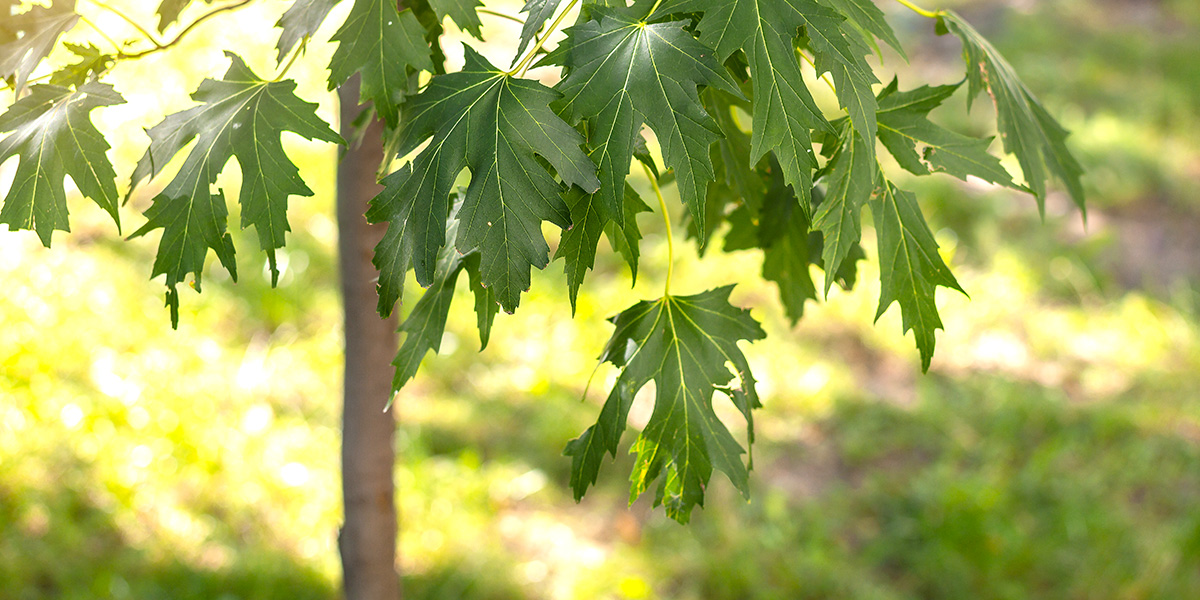TownofWhitby's tweet photo. Help grow the urban forest in Whitby! Join @leaf on Sunday, October 17th from 1:00PM to 3:00PM for a family-friendly afternoon of planting native trees and shrubs in Rosedale Park. Participation is limited. Register: https://t.co/U2i1MMwX88 https://t.co/vuxdWRaXfx