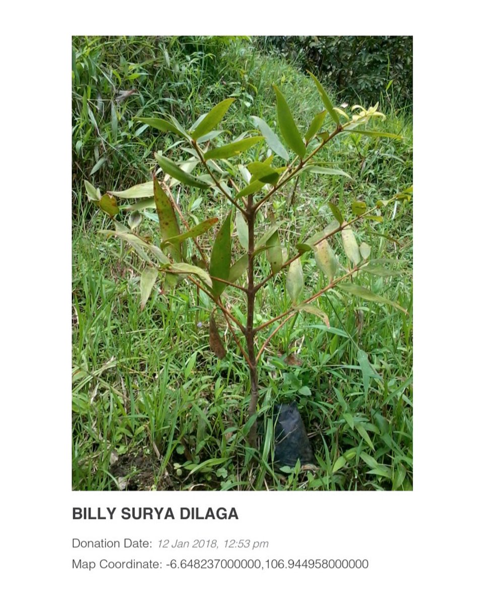 itsbillysuryad's tweet image. On 12 January 2018, I participated to Greening Indonesia&apos;s nature with adopt a tree virtually. @WWF planted, cultivated, and help to monitor my tree in the planting areas in Ciliwung Wathershed, West Java. @WWF_ID

#WWFINDOENSIA #MybabyTree 
#TreePlanting #Nature