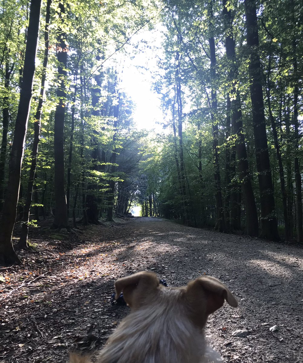 BirdingBrussels's tweet photo. Bonheur d’un anticyclone d’automne dans la forêt cathédrale #BruxellesMaBelle #Soignes #RougeCloître https://t.co/IJiTe6J834