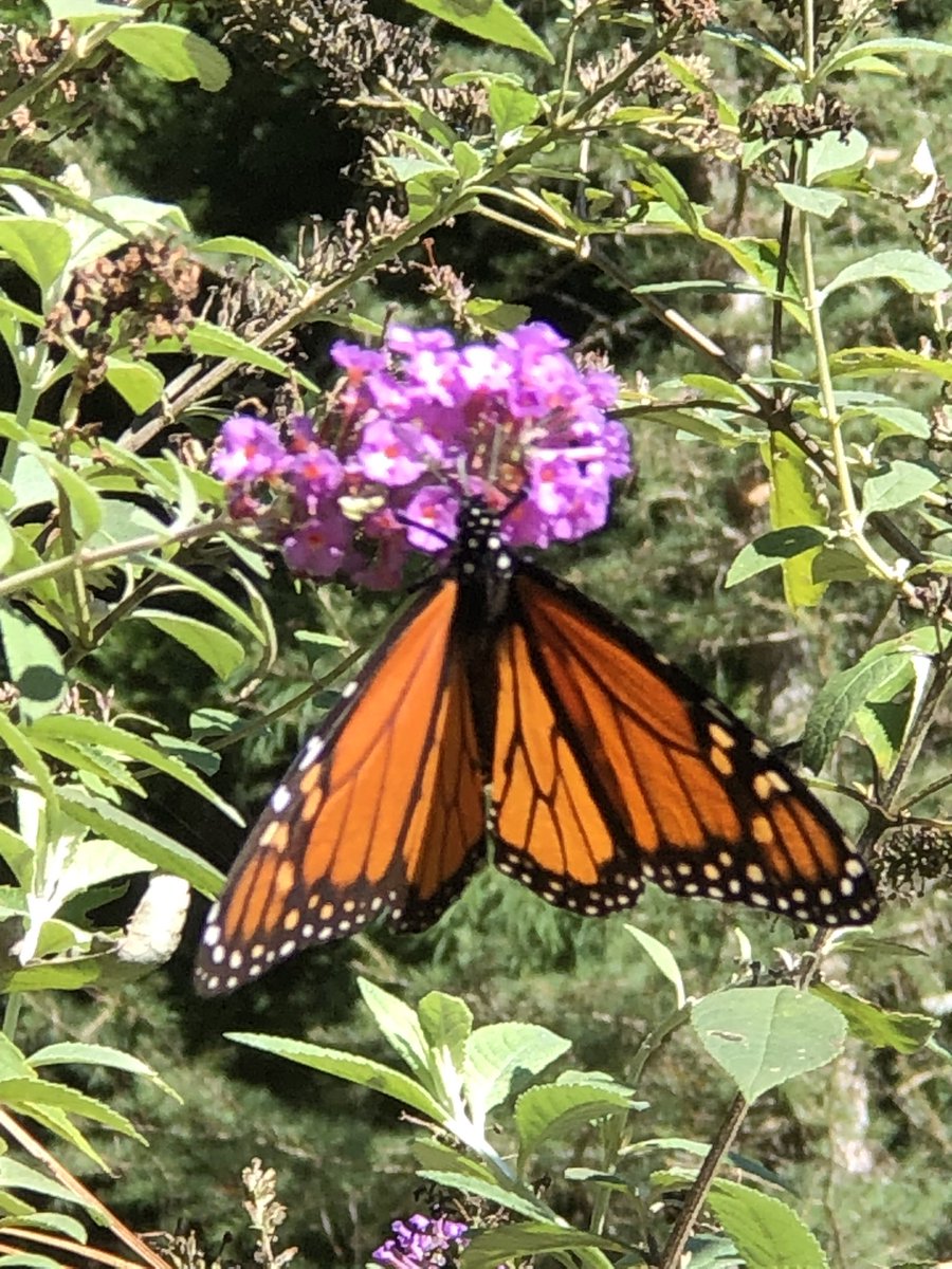 Beautiful #Fall day to enjoy lunch on the back  w/ Pink Table, doors open, breeze coming in and finally some #MonarchButterflies have shown up #October 🍁🍂🍃