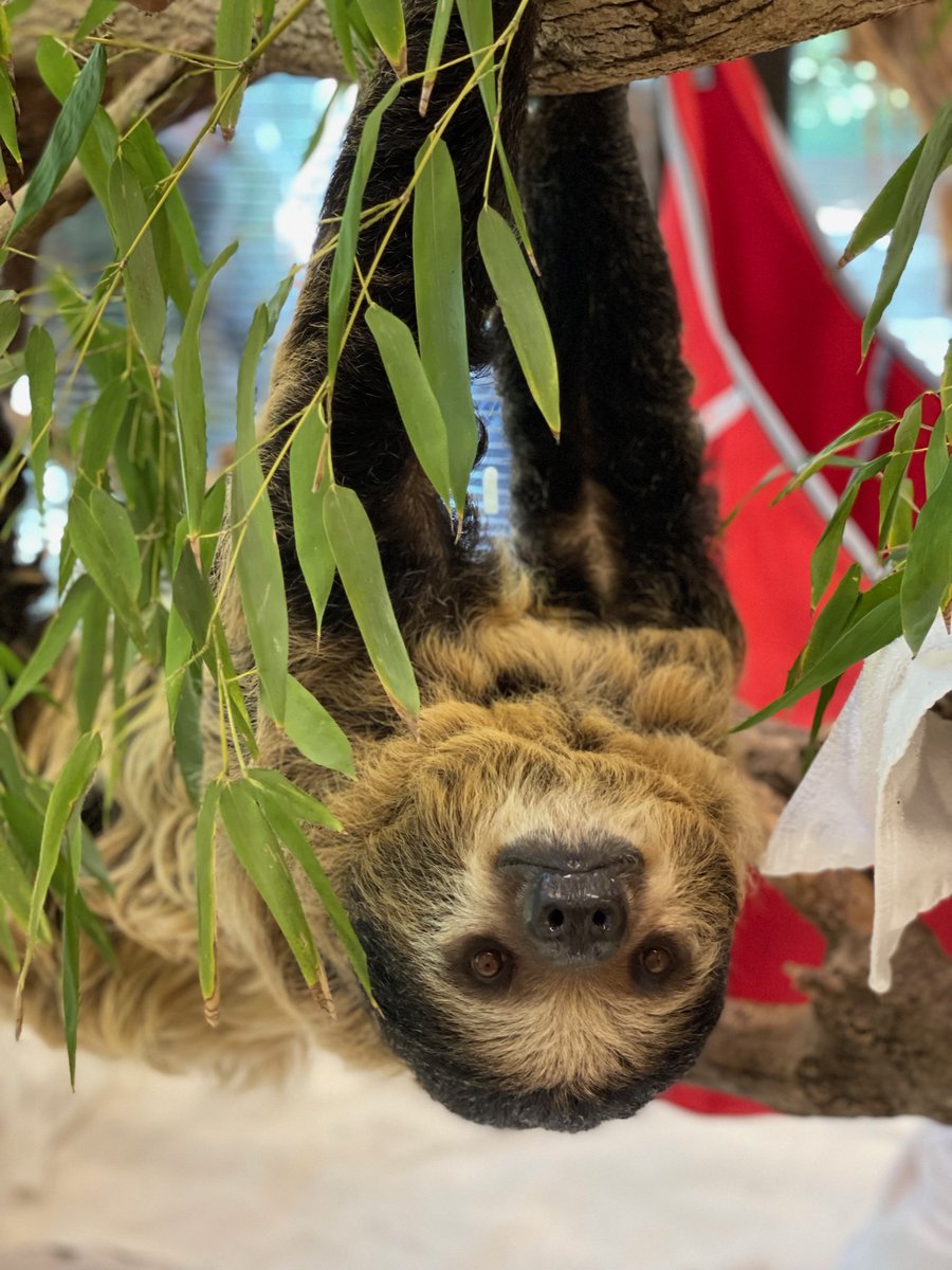 CincinnatiZoo's tweet photo. Early this morning Lightning the sloth delivered a stillborn pup.  Vets &amp; care staff were present &amp; are devastated by the outcome.  Please keep them in your thoughts as they shift their focus to making sure that Lightning remains healthy &amp; comfortable: https://t.co/UD2dQq1yz4 https://t.co/CNlkmEyQqC