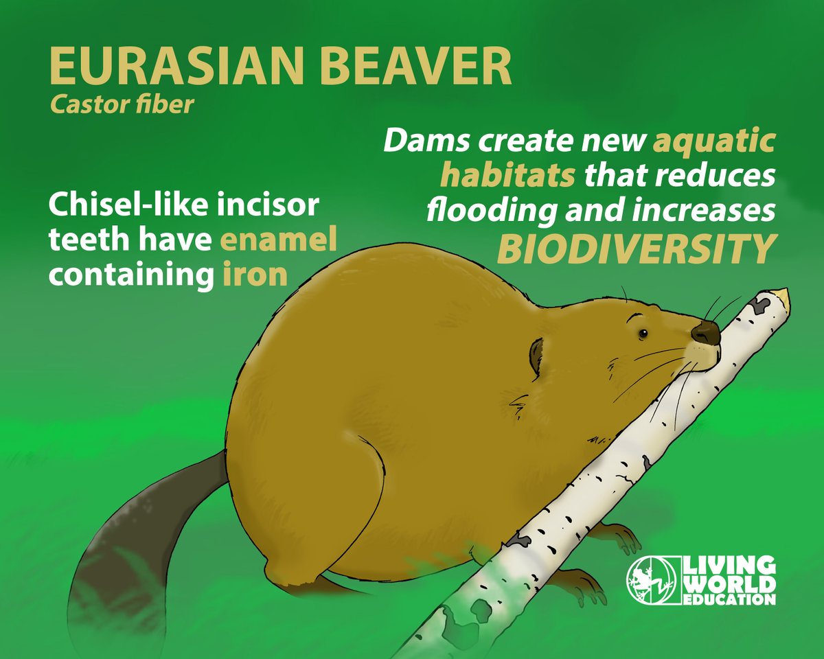 LivingWorldEdu's tweet photo. With #beavers returning to my home county of #Derbyshire (after 400 years), it feels right to celebrate this wonderful returning rodent!
#rewilding #BuildBackBeaver #biodiversity 
@DerbysWildlife @TimBirchWild @BeaverTrust @Mammal_Society https://t.co/Is0lnwfBzr