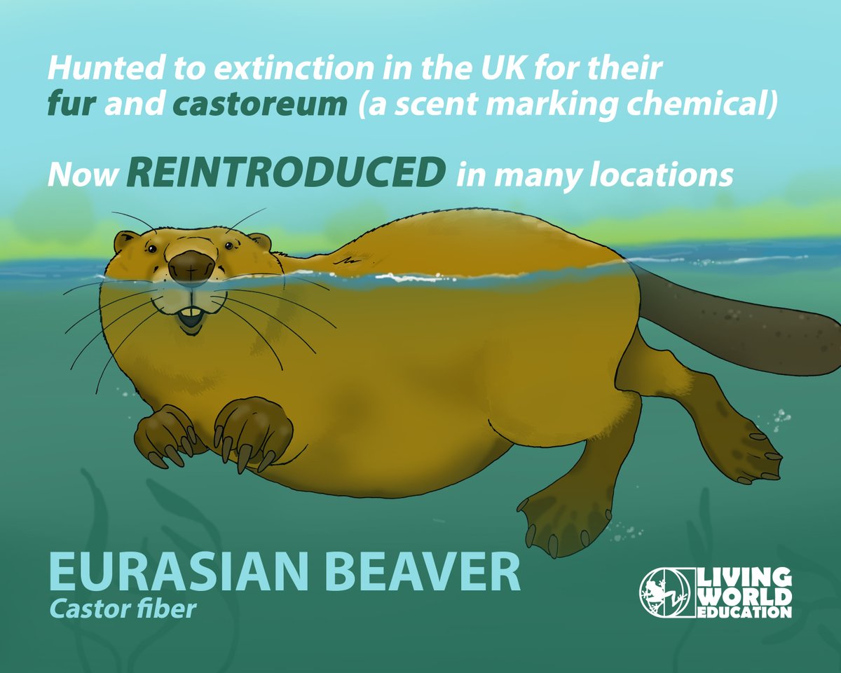 LivingWorldEdu's tweet photo. With #beavers returning to my home county of #Derbyshire (after 400 years), it feels right to celebrate this wonderful returning rodent!
#rewilding #BuildBackBeaver #biodiversity 
@DerbysWildlife @TimBirchWild @BeaverTrust @Mammal_Society https://t.co/Is0lnwfBzr