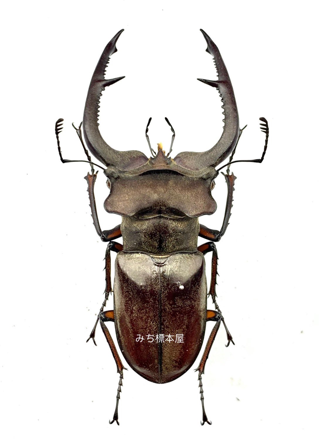 ウェムケンミヤマ♂野外標本 標本用死虫】【未展足】 ウェムケンミヤマクワガタ CBF1 オス