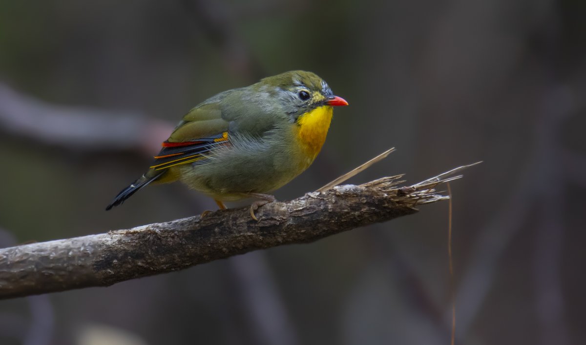 Encountered this Red-billed Leiothrix (Leiothrix lutea) while birding in the temperate forest, during the Global Bird Weekend. 
#TwitterNatureCommunity #birdwatching #birdconservation #avitourism #ornithology #birdphotography #birds #GlobalBirdWeekend