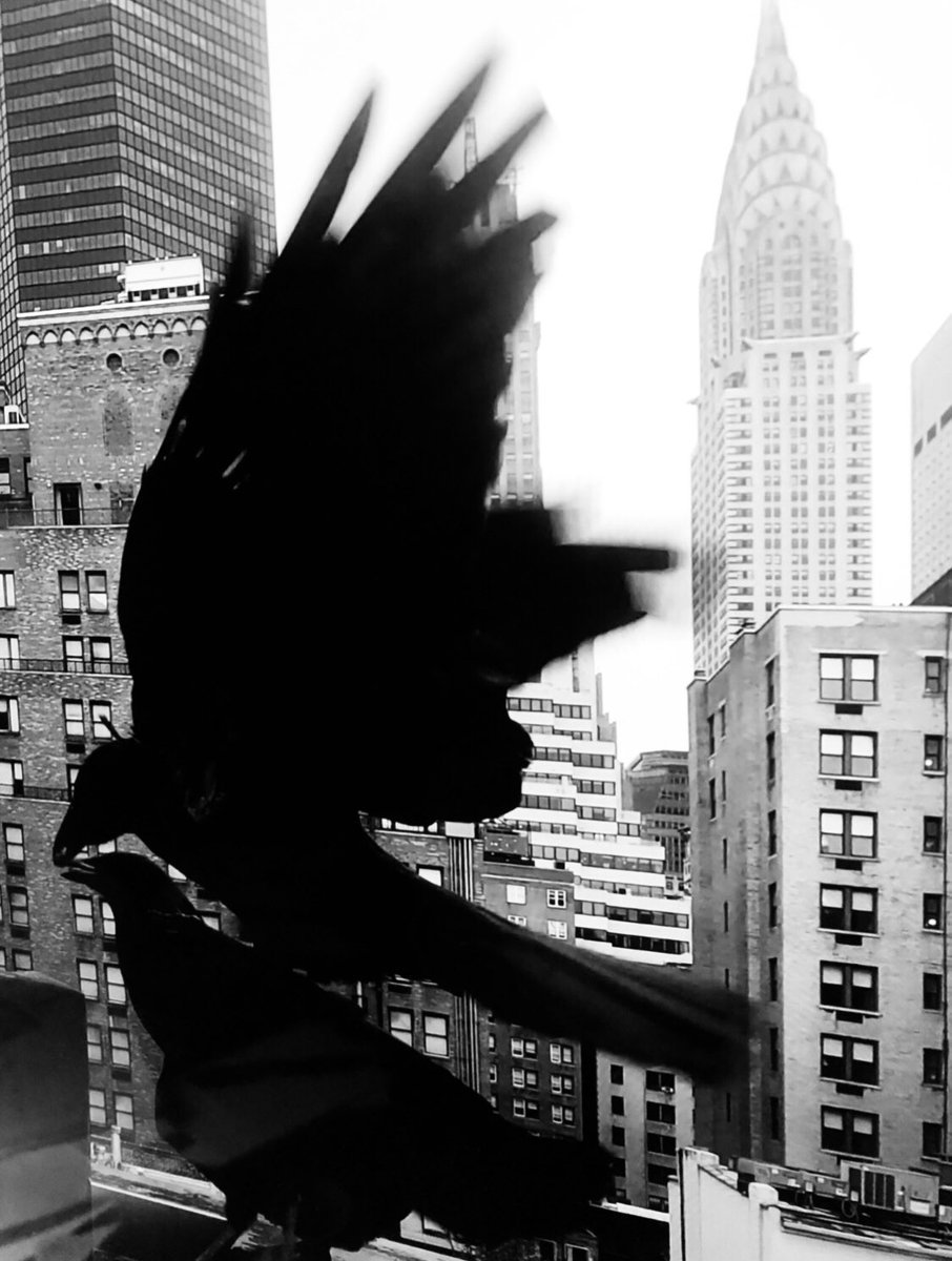 Crows in the Secret Garden on the roof of Science House.