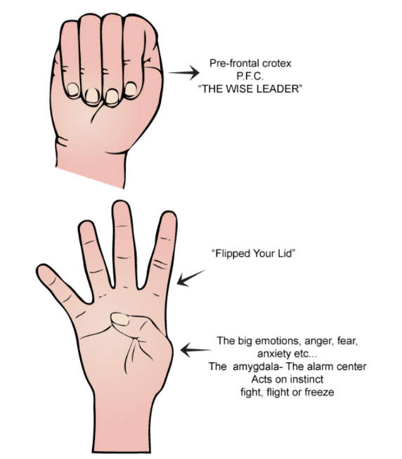 Ever struggled to get through to a child when they're angry? Here's what happens in our brains when we feel threatened, angry or anxious. The rational brain switches off and we rely on our animal, survival brain... chaos ensues!🧠 @sirmobbsalot  <a href="/TF_Ambassadors/">Teach First Ambassadors</a>