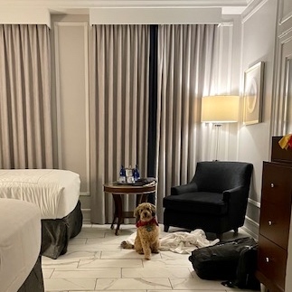 PeabodyMemphis's tweet photo. Time to paws and reflect. Sunday's are great for that!
https://t.co/CrWB5hgLeH
#ThePeabodyMemphis #preferredpups #Furryfriends https://t.co/3zdsND4UfC