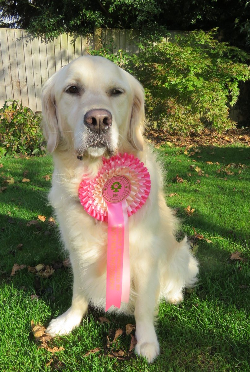 I won an award today from @ForestDogRescue !! 🥰🤗

#feelingpretty
#GoldenRetrievers 
#DogCompetition
#DogsofTwittter