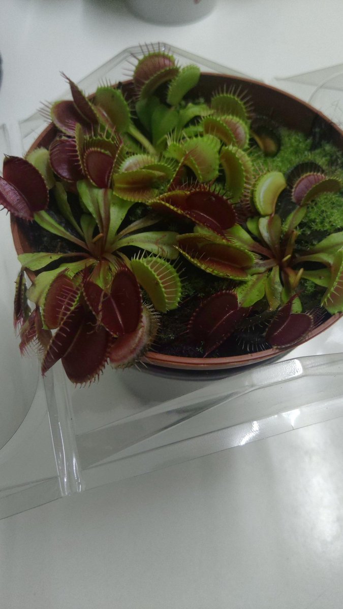 jessyseonoob's tweet photo. Je comprend pas le cheminement ou alors j'étais bourré. On va a un anniv (pas le mien) on est censé donner des trucs, pourquoi je reviens avec une plante carnivore ?
Je vais courir derrière les moustiques pour voir
#anniversaire https://t.co/ncr7F5NYTU