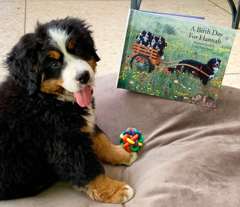 A Birth Day for Hannah continues to be a favorite of children and dog lovers of all ages. Order your copy today at: l8r.it/ezm7
🐾⁠
🐾⁠
#mountaindogbooks #hannahbernesemountaindog #childrensbookreviewer#childrensbookclub #childrensbooksdaily#childrensbookph#dogbooks