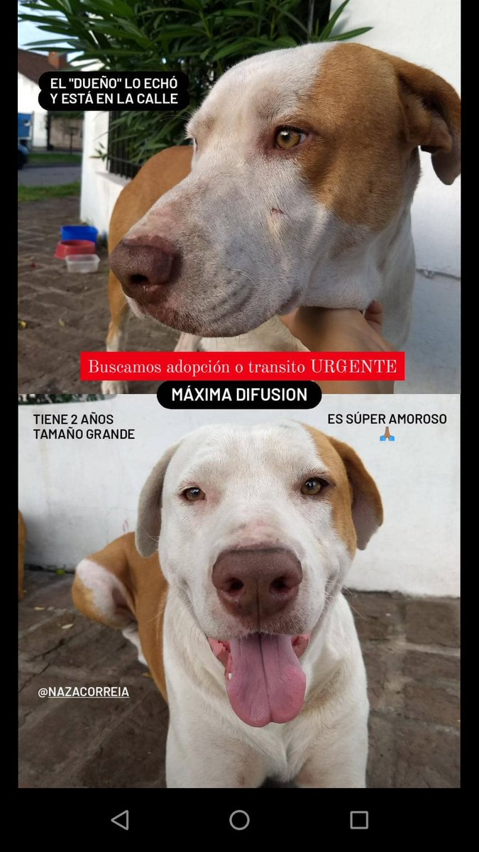 nzreyna's tweet photo. Ayúdenme a ubicar a este angelito 💛 sigue en la calle y hay vecinos que están amenazando. Zona Adrogué/Lavallol 🙏🏽🙏🏽🙏🏽 por favor https://t.co/VM8fPcplox