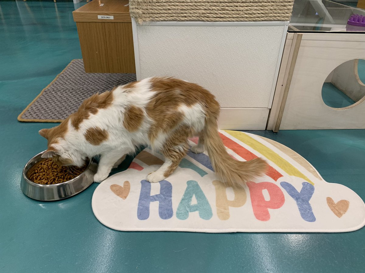 Happy Thanksgiving weekend! #yyc #catslover