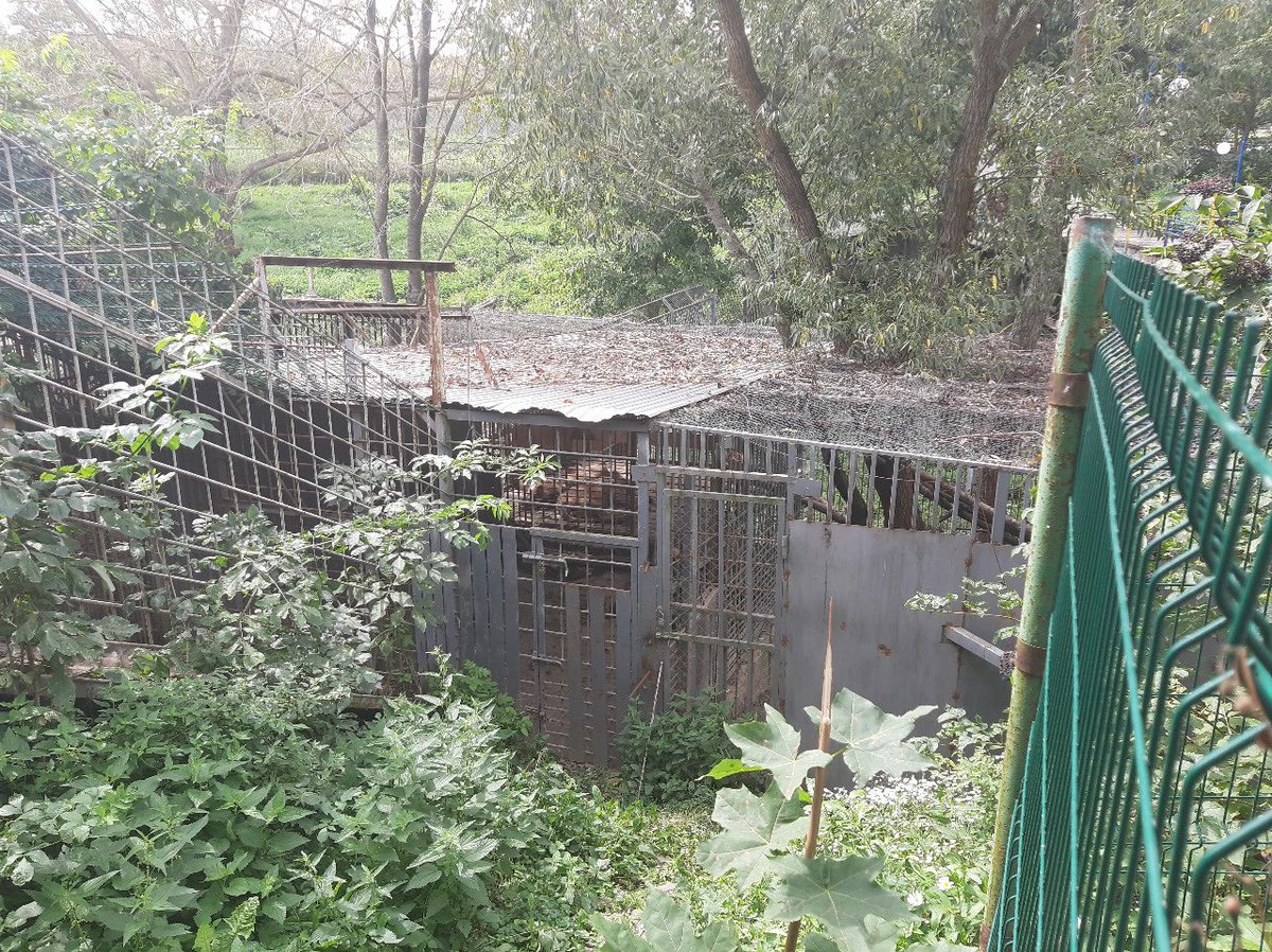 We are EMPTYING THE CAGES <a href="/ftwglobal/">Free The Wild</a> ARE Freeing  &amp; Relocating 8 big cats from Ukraine to a Sanctuary in South Africa  in order to do this we need your support PLS DONATE WHAT YOU CAN HELP IMMEDIATELY CHANGE 8 LIVES HELP #FreeTheWild click link 👉🏼 freethewild.org