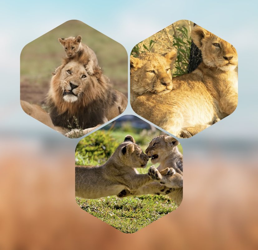 Jimmyjam77's tweet image. Lion Cubs!