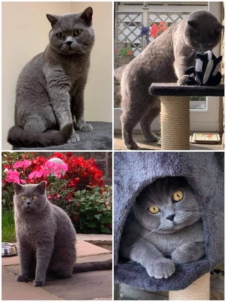 KarenFi51820768's tweet photo. Help please this beautiful boy needs our help #Missing #Cat #Gordon went missing on 30th September 2021 from West Park Grove, #ROUNDHAY, #Leeds LS8. His home is Ash Hill Drive, Shadwell, Leeds LS17 #FindGordon #RT https://t.co/mEKqusjOQk