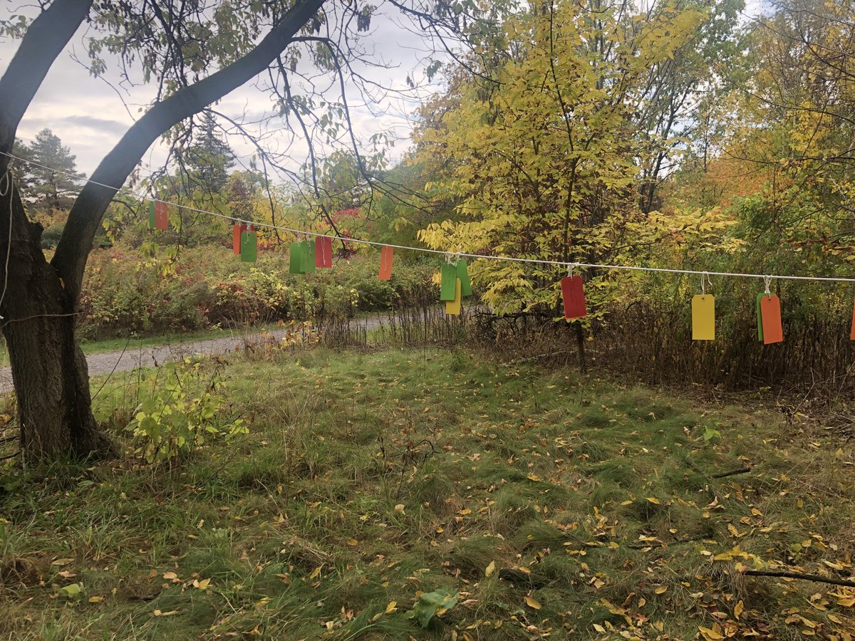 hurtubisemh's tweet photo. Wishing tree for nature @ #FletchersGardens #ThanksToNature https://t.co/NqvmSPQftg