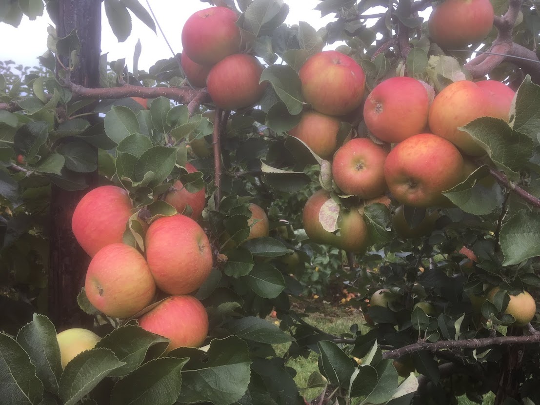 Aylesford Farmers Market-3rd Sunday of every month tweet media