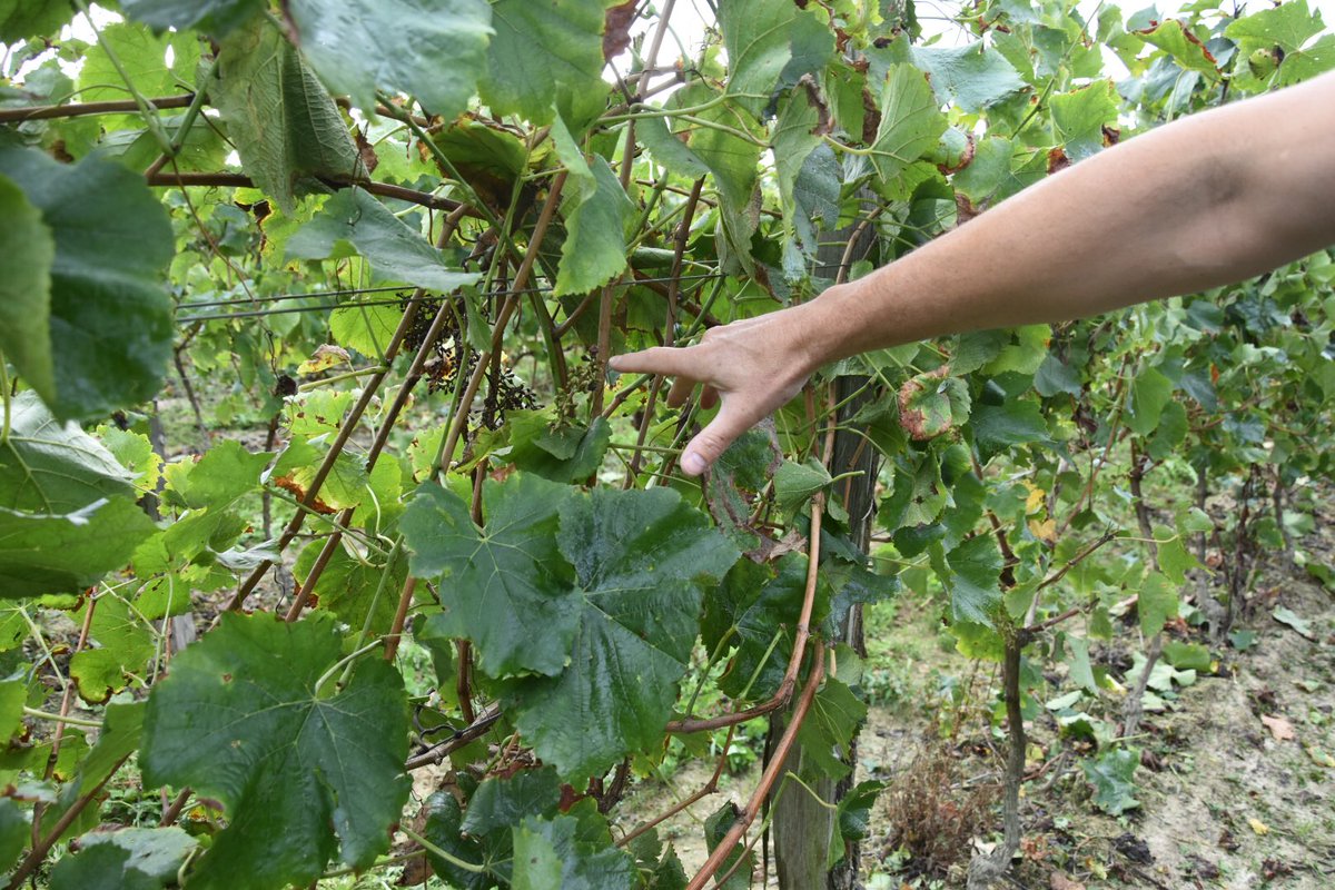 ArmagnacNews's tweet photo. Le domaine #tariquet apporte toujours plus de soin à la #vendange. La machine est passée, la rafle demeure sur un pied qui n’a pas souffert. Le raisin rejoint déjà le #chai. Promesse d’un bel #armagnac. #gers #landes #lotetgaronne #spirit #gascogne #cocktail #batender #caviste https://t.co/iWEz4LccuB