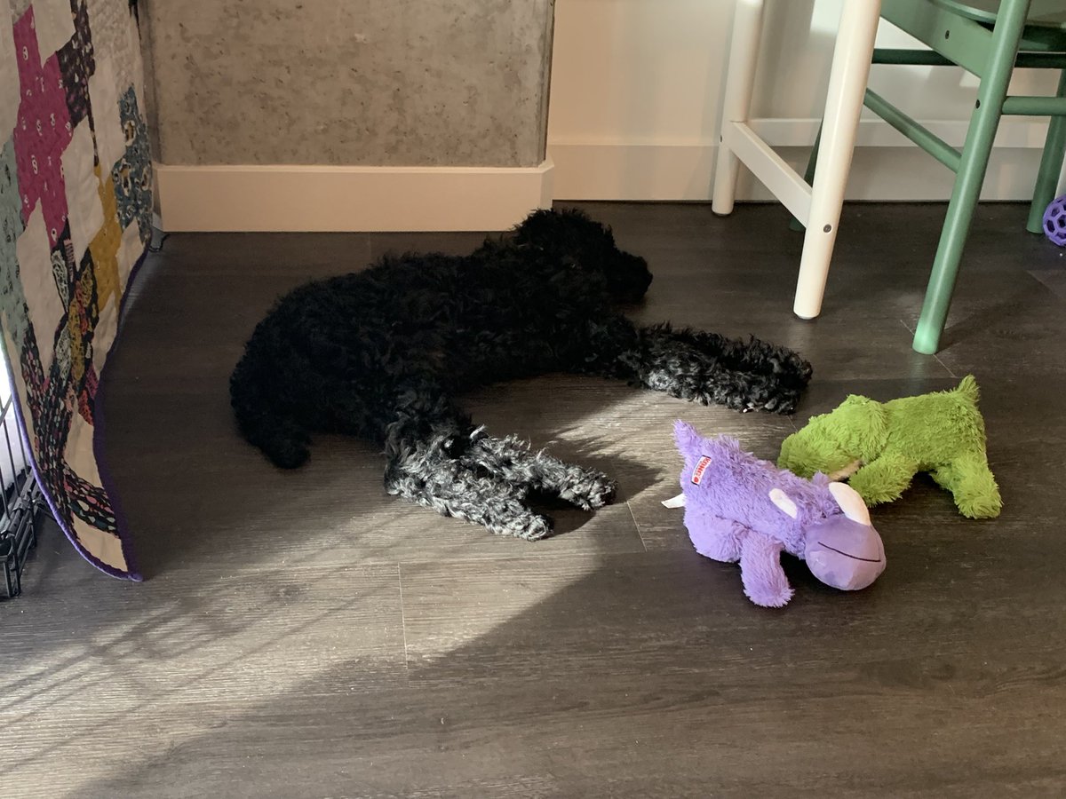 elleoelle's tweet photo. she tries so hard to camouflage herself in shadows 😭 okay edgelord https://t.co/XMYjcuNljR