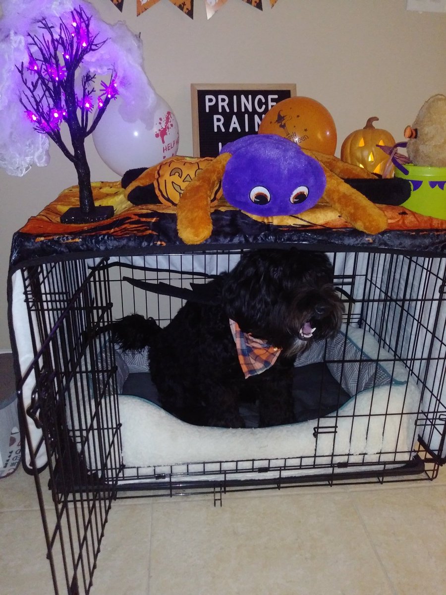 princessharumi_'s tweet photo. Spooky vampire pup all ready for Halloween 🎃🦇 https://t.co/NWWe9FwSEN