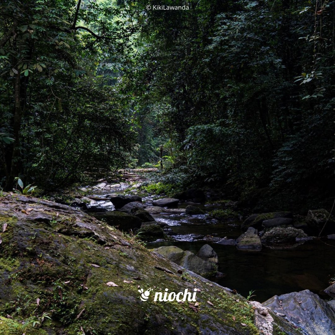 niochiapp's tweet photo. 💦 𝗟𝗮 𝗰𝗵𝘂𝘁𝗲 𝗞𝗶𝗸𝗮𝗸𝗮 est située près du village Malemba, dans le Kouilou, sur la rivière Nzaou 🇨🇬

Cette merveille de la nature se mérite ; il faut compter 2
heures de marche dans la forêt pour la contempler

cc @Kikilawanda

#congo #brazzaville 
#chezmoiaucongo https://t.co/xjm4G1qQe0
