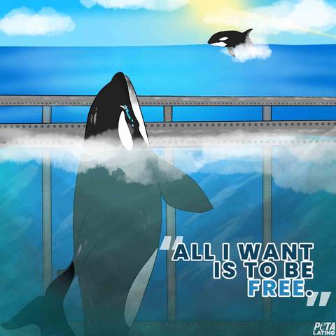 peta's tweet photo. She belongs in the ocean—instead she’s spent 51 years performing meaningless tricks &amp; swimming circles in the smallest orca tank in the world. https://t.co/ZVpk26pqUr
