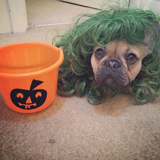 _scottbsays_'s tweet photo. @mindywhite Vinnie is pretty lazy with his Halloween attempts 🧡 https://t.co/9vmLErSFeE