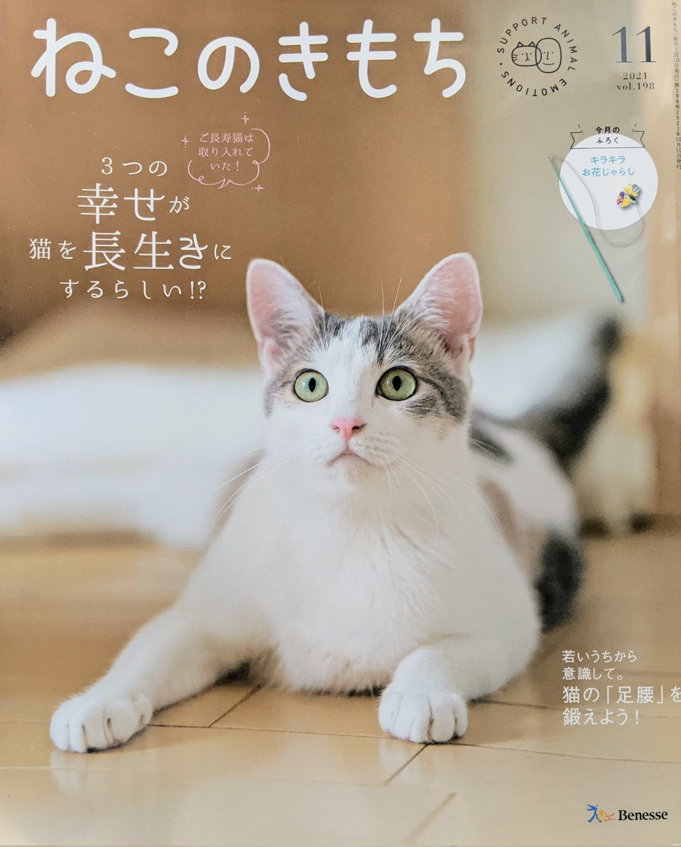 sakuraquiet's tweet photo. ねこのきもち11月号の表紙写真撮影しました😺 #ねこのきもち #covercat https://t.co/JTmgzk7nod