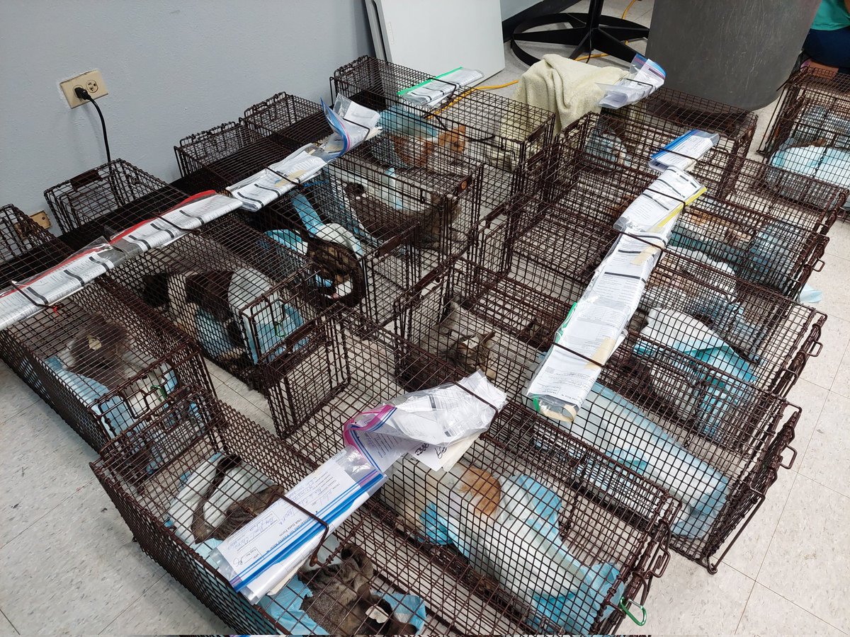 MOSPBA11's tweet photo. #MisiónCumplida fin de semana de esperanza, 135 #Esterilizaciones de gatos #TNR sobre 200 vacunaciones a bajo costo para perros y gatos en Centro Control Animales Gracias #Vetsforpr @SJCiudadCapital que formaron alianza junto a #MOSPBA. A los Voluntarios que dijeron presente. https://t.co/gr4XvZEiVf