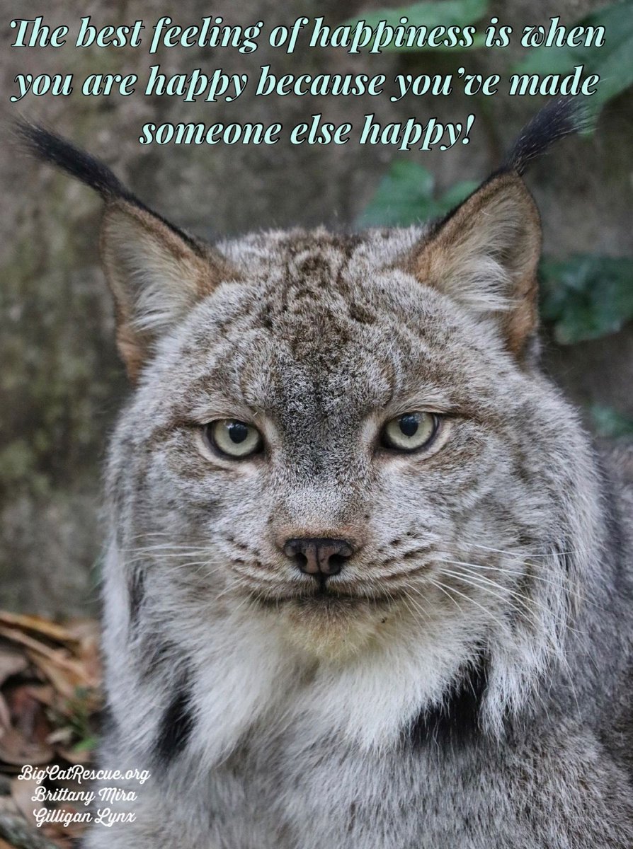 “The best feeling of happiness is when you are happy because you’ve made someone else happy! 

#GilliganLynx #BigCats #BigCatRescue #Rescue #Happiness #Inspiring #InspirationalQuotes #WordsToLiveBy #Lynx #Quotes #Tiger #CaroleBaskin