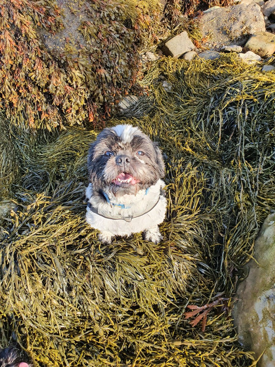 Utility & Transmission Survey Solutions tweet media