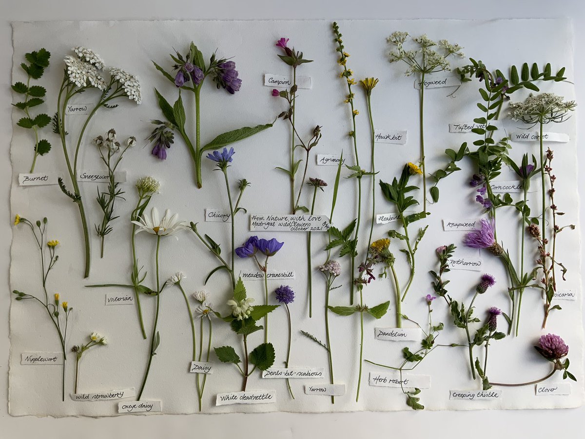 I spent a blissful #WildflowerHour in our wildlife garden this afternoon, counting every wild plant still in flower; 33 species in total! Herewith, an array of those that could spare a bloom. 
‘Happy Autumn wildflower hours everyone!’ ~ Spot the wildflower missing its name!