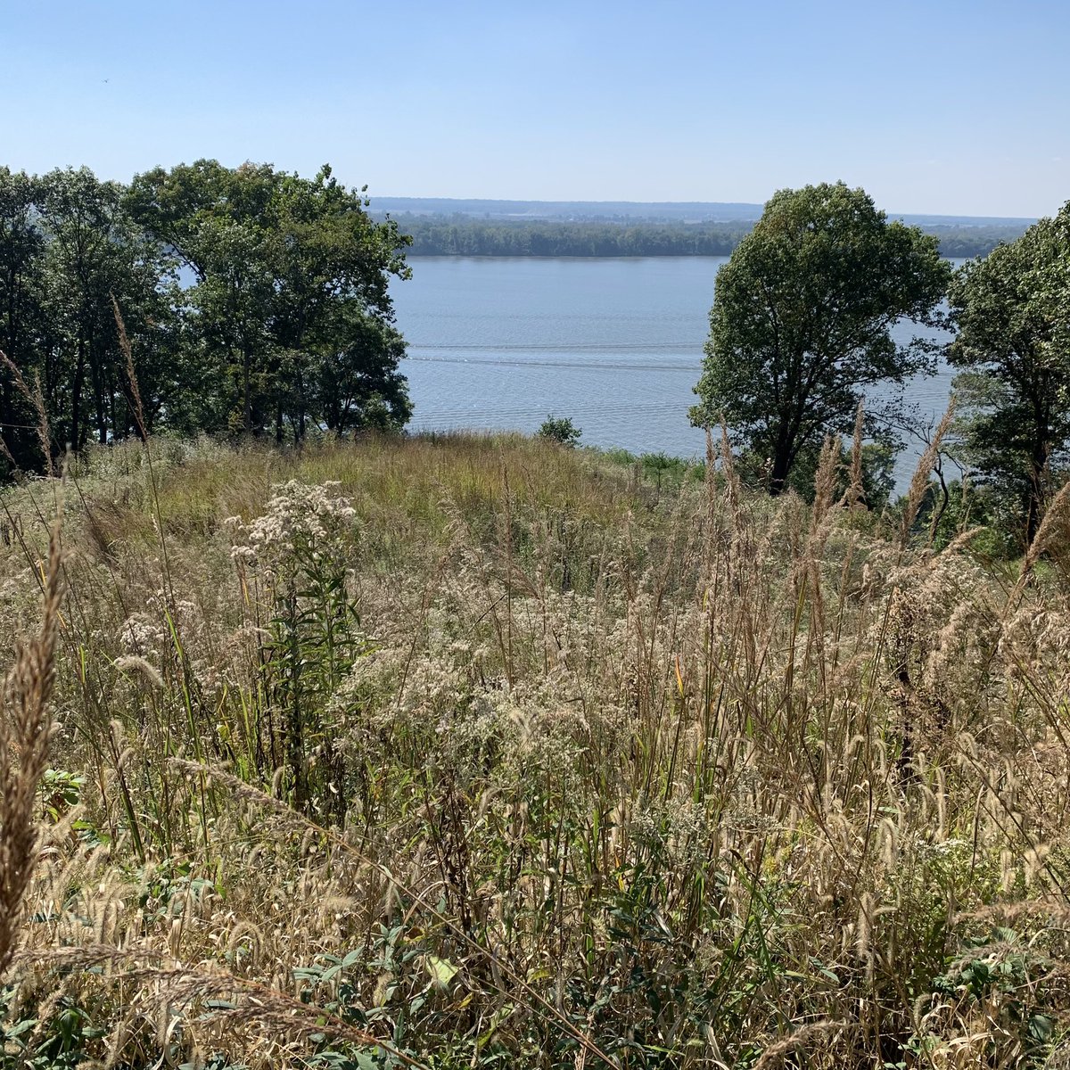 Have you said hello to your local prairiegrass today?