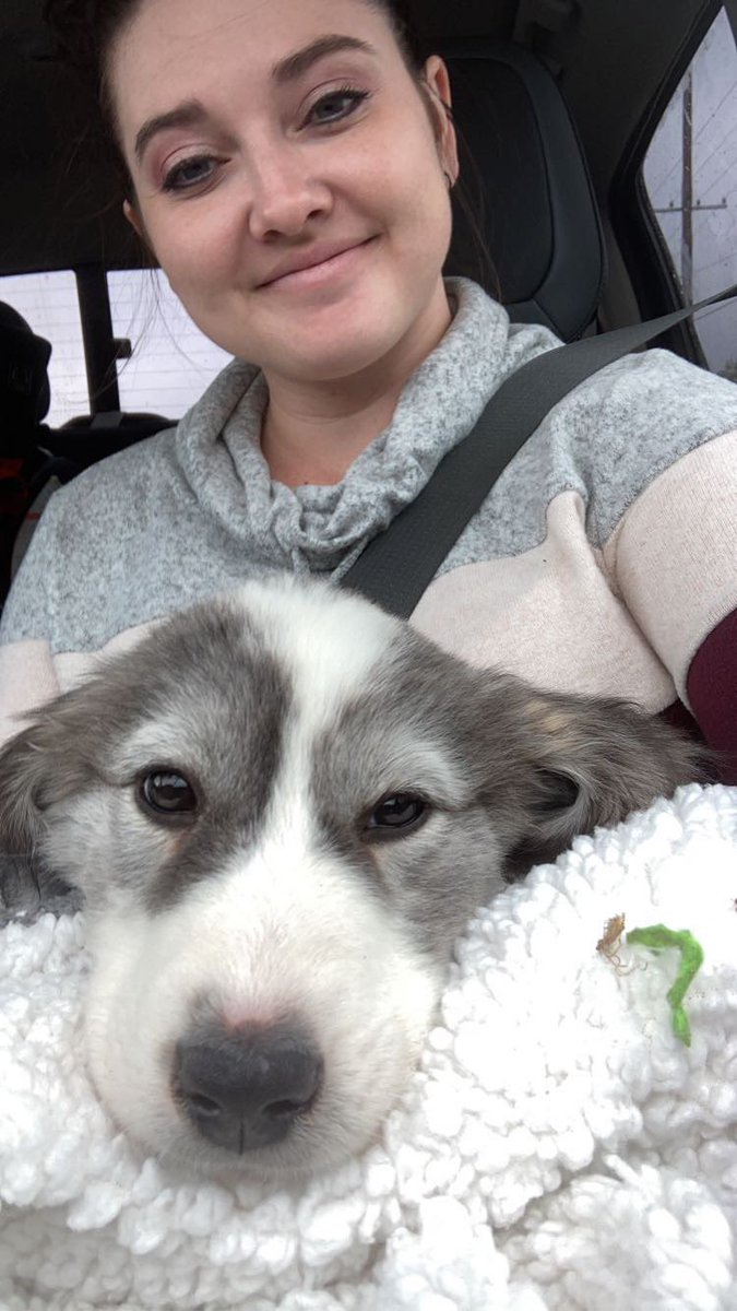 kelcee_13's tweet photo. “Can you stop with the dogs and just have kids like normal people?” Umm no, thanks. Dogs are too cute and floofy, which is why we got a second one https://t.co/V5hPnm61nQ